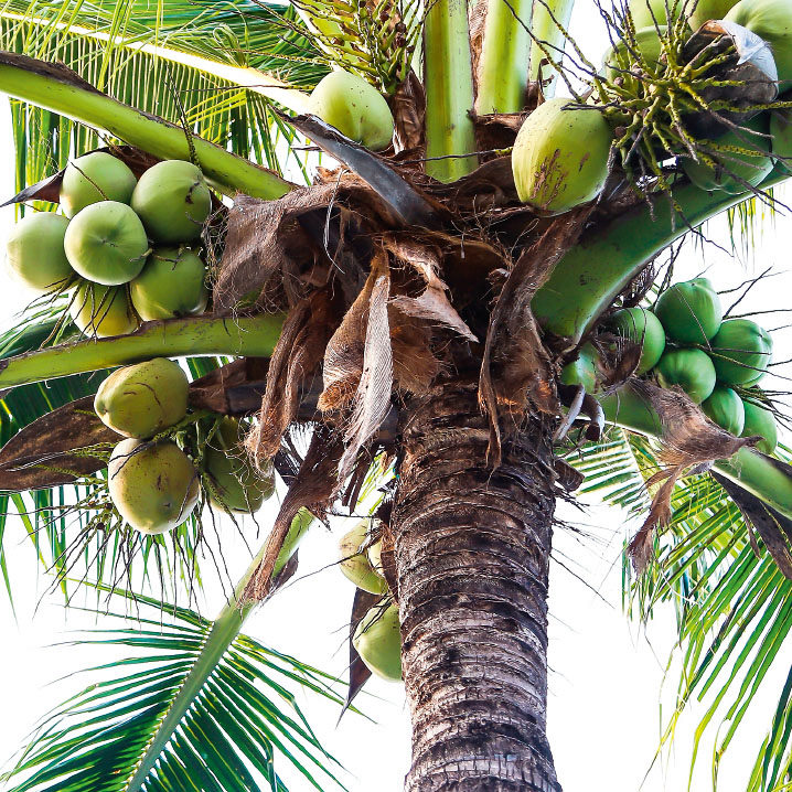 Foto: SompopStitvarakom/Shutterstock.com